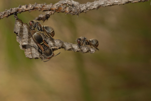 Ropalidia cincinnata
