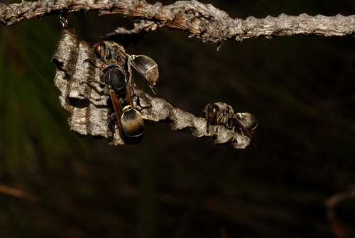 Ropalidia cincinnata