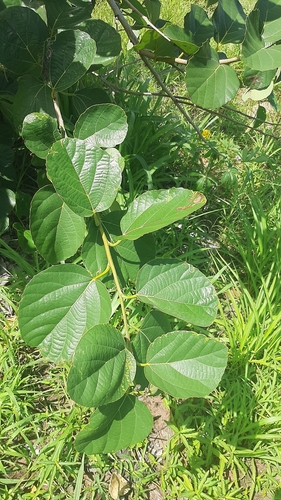 Assyrian Plum