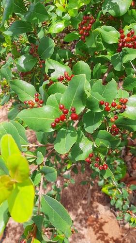 Christmas Berry