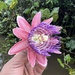 Passiflora gabrielliana - Photo (c) gabrielly_delamarche, kaikki oikeudet pidätetään, lähettänyt gabrielly_delamarche