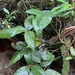 Anthurium moonenii - Photo (c) gabrielly_delamarche, כל הזכויות שמורות, הועלה על ידי gabrielly_delamarche