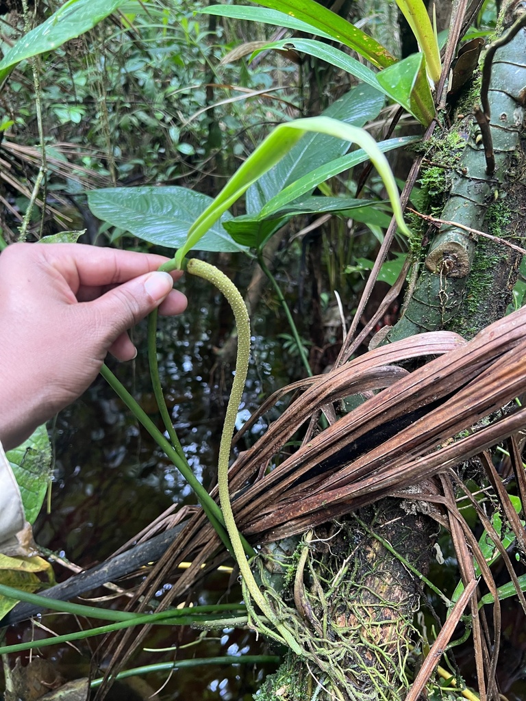 Anthurium moonenii  iNaturalist