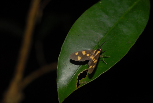 Thyrosticta dilata