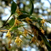 Epidendrum propinquum - Photo (c) Lex García, כל הזכויות שמורות, הועלה על ידי Lex García