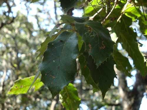 Quercus furfuracea
