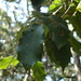 Quercus furfuracea - Photo (c) Lex García, all rights reserved, uploaded by Lex García