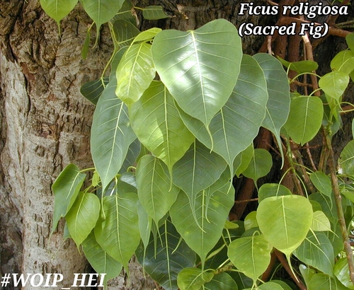 Sacred fig