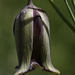 Fritillaria acmopetala - Photo (c) Irfan Ersin AKINCI, όλα τα δικαιώματα διατηρούνται, uploaded by Irfan Ersin AKINCI