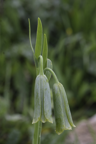 Fritillaria alfredae