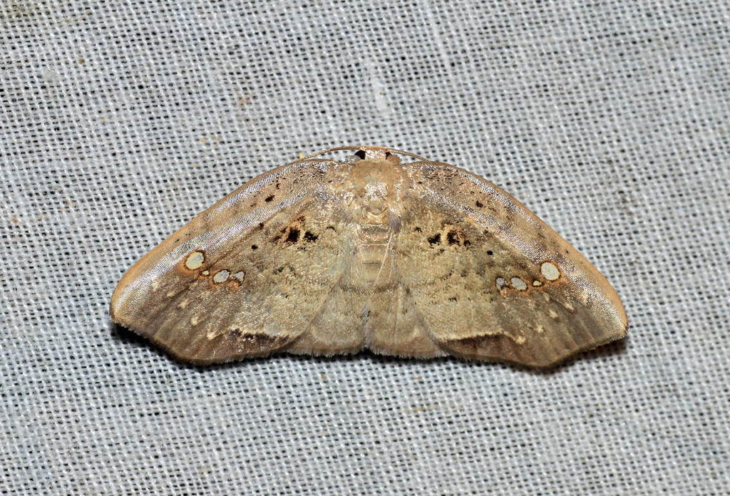 Gagini Insect Gogana abnormalis from Кенингау, Сабах, Малайзия on April 8, 2011 at 03 ...