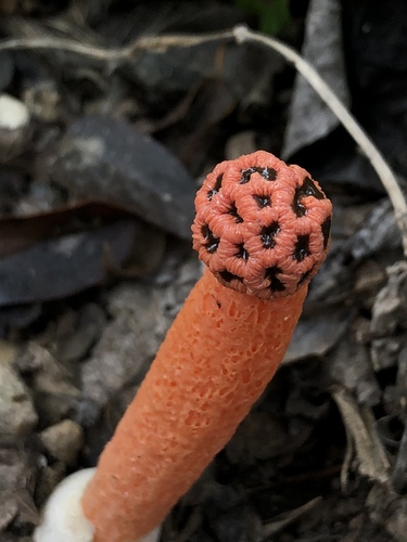 Lysurus sphaerocephalus