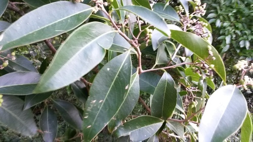Daphnopsis americana ssp. caribaea