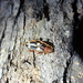 Maripanus quadrimaculatus - Photo (c) Patrich Cerpa, todos los derechos reservados, uploaded by Patrich Cerpa