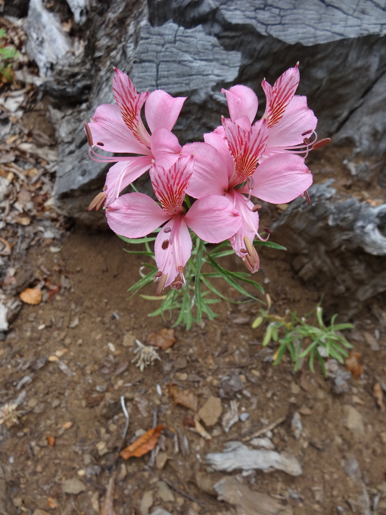 Alstroemeria