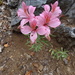 Alstroemeria presliana - Photo (c) Patrich Cerpa, all rights reserved, uploaded by Patrich Cerpa