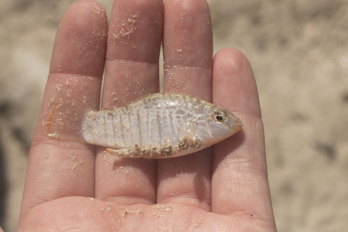 Ocellated Killifish