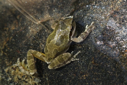 iNaturalist observation photo of Pacific chorus frog
