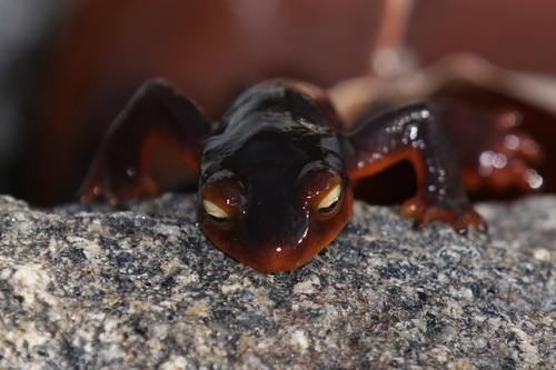 iNaturalist observation photo of Sierra Newt