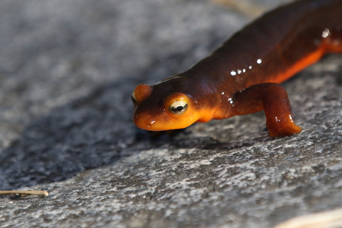 iNaturalist observation photo of Sierra Newt