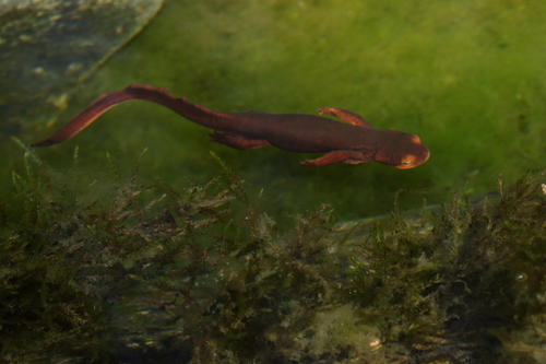 iNaturalist observation photo of Sierra Newt