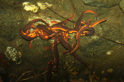 iNaturalist observation photo of Sierra Newt