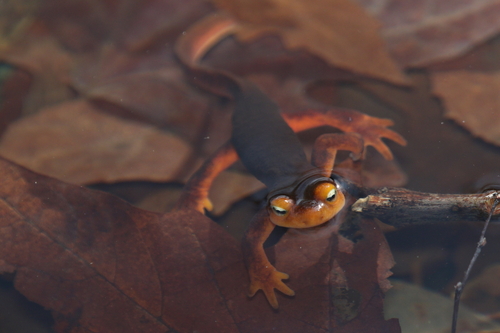 iNaturalist observation photo of Sierra Newt