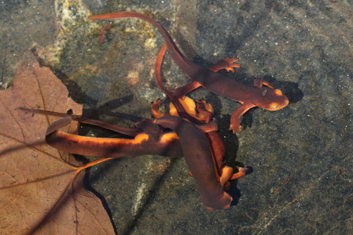 iNaturalist observation photo of Sierra Newt