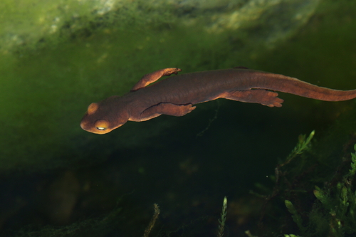 iNaturalist observation photo of Sierra Newt