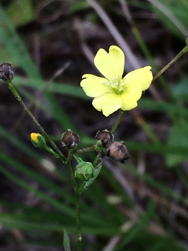 woodland flax (Linum virginianum)