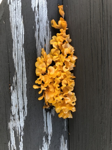 Fan-shaped Jelly Fungus