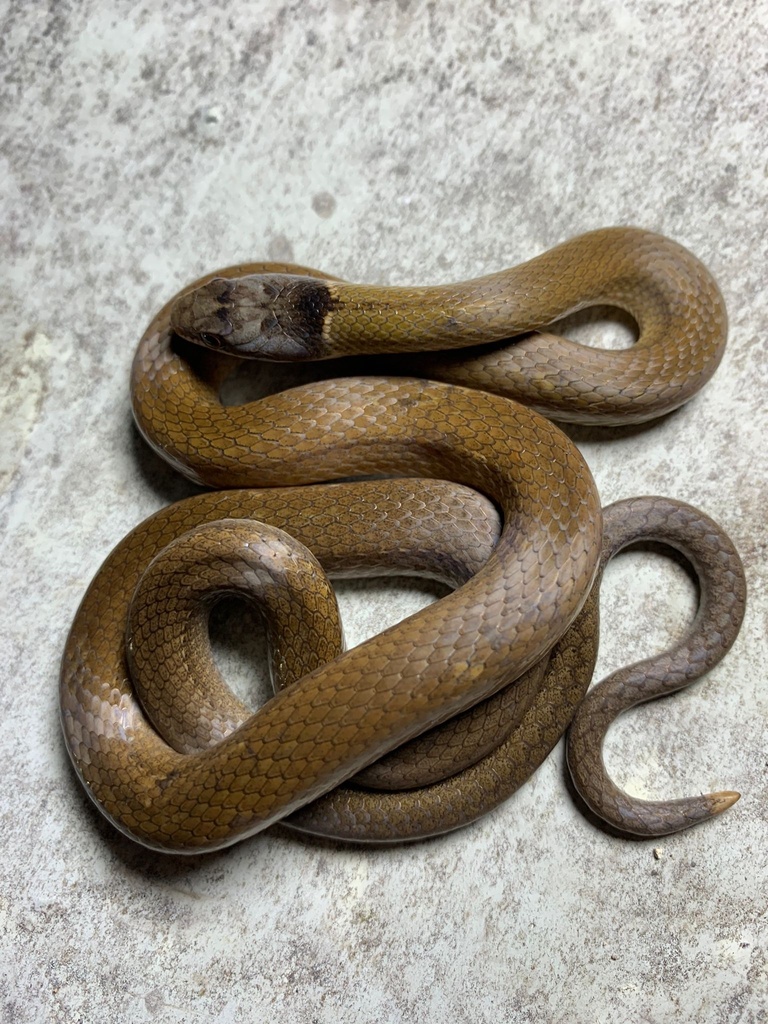 Sibynophis chinensis chinensis in February 2023 by Oy C · iNaturalist