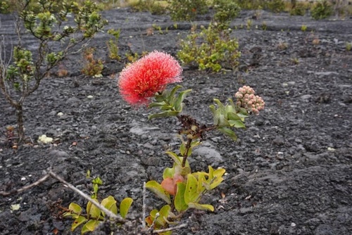 ʻŌhiʻa Lehua