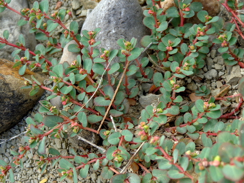 Euphorbia stictospora var. sublaevis