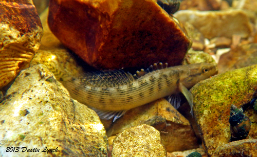 Fantail Darter
