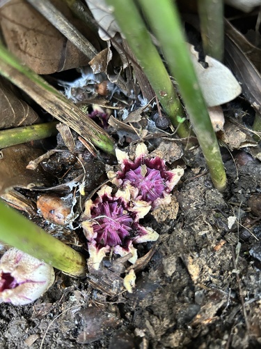 cast-iron plants (Genus Aspidistra)  iNaturalist