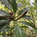 Philodendron placidum - Photo (c) gabrielly_delamarche, todos los derechos reservados, subido por gabrielly_delamarche