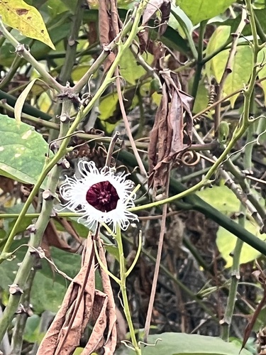 Telfairia occidentalis