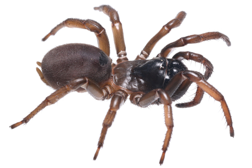 California Turret Spider