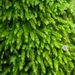 Whipple's Claopodium Moss - Photo (c) thomas taylor, all rights reserved, uploaded by thomas taylor