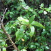 Coprosma tenuifolia - Photo (c) John Van den Hoeven, todos los derechos reservados, subido por John Van den Hoeven