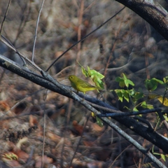 Setophaga petechia image