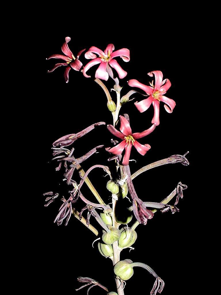 Manfreda longiflora