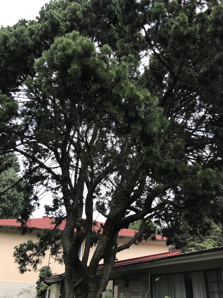 Mexican pinyon in September 2018 by maluloyo · iNaturalist