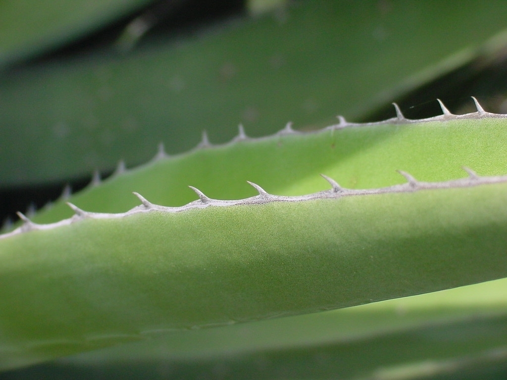 Agave montium-sancticaroli