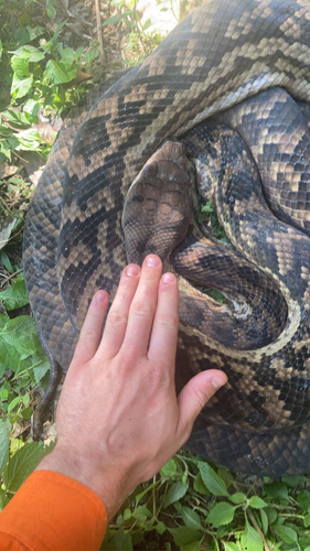 Australian Scrub Python sighting