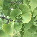 Ginkgo - Photo (c) remma, all rights reserved