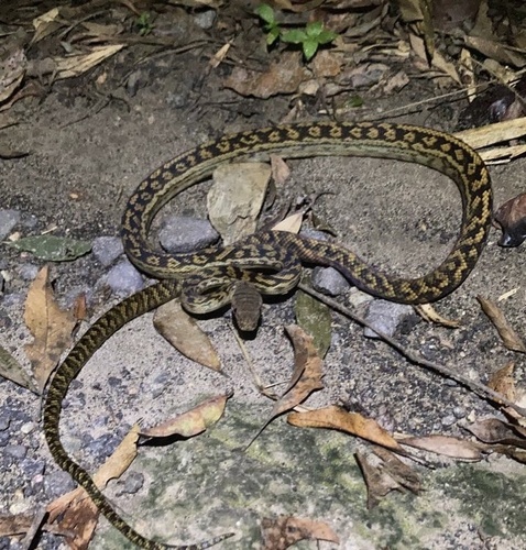 Australian Scrub Python sighting