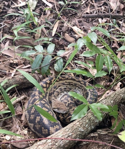 Australian Scrub Python sighting