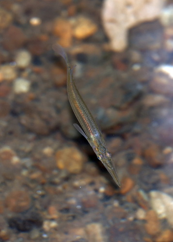 Dermogenys orientalis